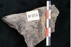 Foto (Detailansicht) von Haastia speciosa Ettingshausen (NHMW-GEO-2024-0188-10214)